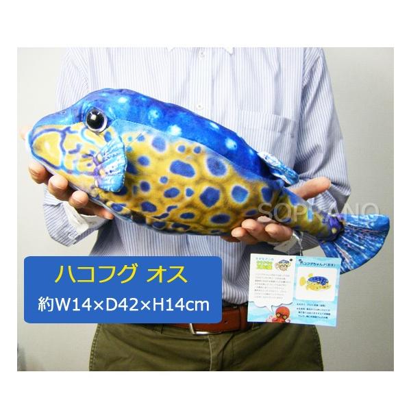 Wild Graphy ワイルドグラフィ ハコフグ オス さかなクン おさかなぬいぐるみ Buyee 日本代购平台 产品购物网站大全 Buyee一站式代购 Bot Online