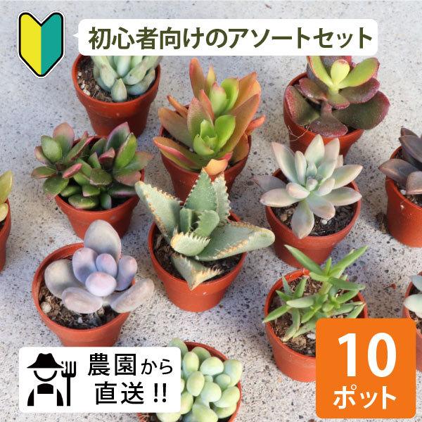 農場直送！多肉植物 ミニ苗 10個セット 1寸 (1号 3cmポット) 多肉