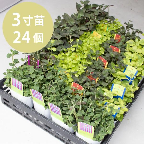 [Release date: September 14, 2020]寒さに強く水を好み、水はけの悪い場所でも育ちます。逆に乾燥には強くありません。●●発送日について(お盆・年末年始除く)●●(曜日指定が無い場合) 火曜の08:30迄にご注文...