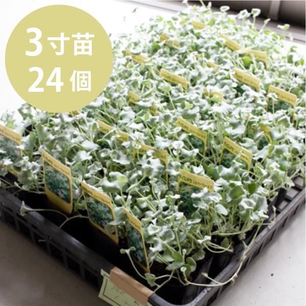 [Release date: September 14, 2020]暑さ寒さに強く、伸長は旺盛。ほふく性で踏みつけにはあまり強くありません。30cmほどあけて植えると良く、やや乾燥気味を好みます。●●発送について(お盆・年末年始除く)●●原...