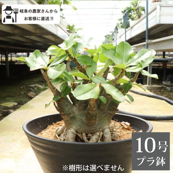 アデニウム オベサム 10号鉢 塊根植物 1鉢 プラ鉢 観葉植物 室内 アデニウム オベサム 10号鉢 塊根植物 1鉢 プラ鉢 観葉植物 室内