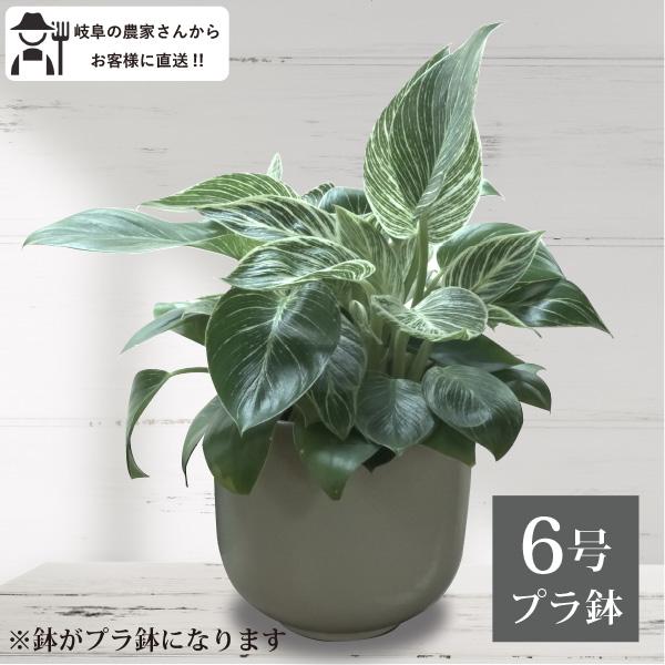 農場直送！フィロデンドロン・バーキン 5号鉢 プラ鉢 観葉植物 室内