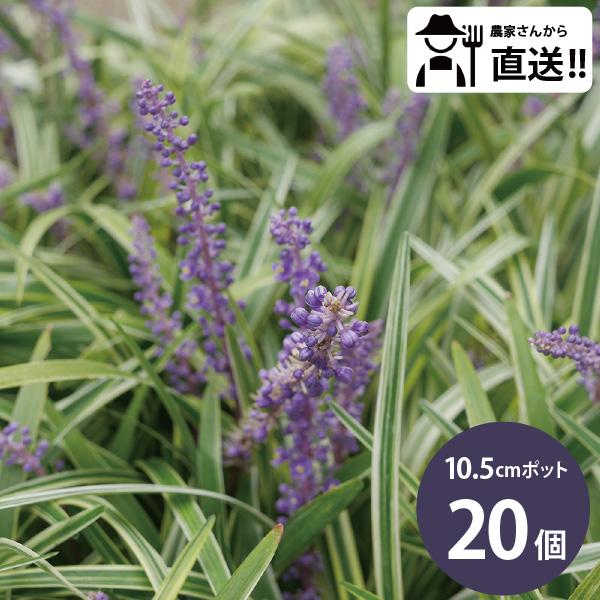 【3月・9月の限定発送】 フイリヤブラン 斑入りヤブラン 苗 24個 セット (3.5号 10.5cmポット) シェードガーデン 北向き 耐寒性 多年草 リリオペムスカリ
