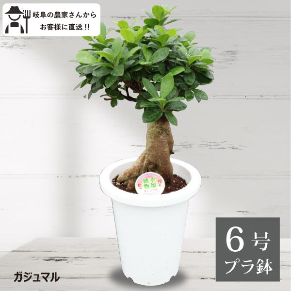 がじゅまる　No6 農場直送！ガジュマル 6号鉢 「幸福の木」 観葉植物 ギフト 初心者［G