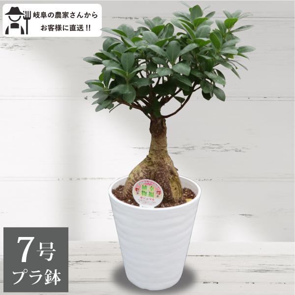 農場直送！ガジュマル 7号鉢 「幸福の木」 観葉植物 ギフト 初心者［G