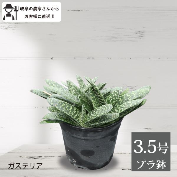 ガステリア(鉢セット・送料込み) 農場直送！ガステリア 3.5号鉢 塊根植物 プラ鉢 観葉植物 室内
