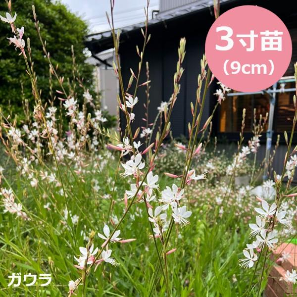 ガウラ 白蝶草 ハクチョウソウ 苗 10個セット 3号9cmポット 宿根草