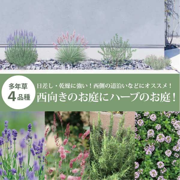 細いガーデンスペースに！］西向きのスペースに ハーブ［harb