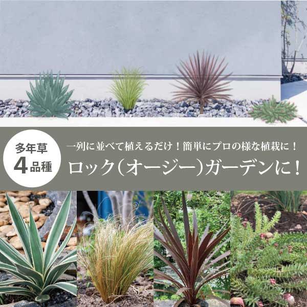 ロック　アガベ imgrc0090460401.jpg