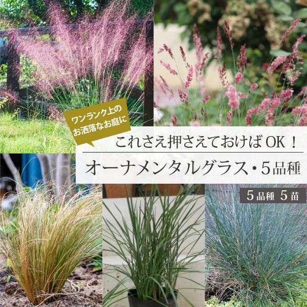 オーナメンタルグラス これさえ押さえたらOK！5品種セット 15cmポット