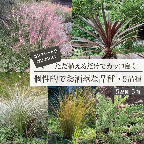 個性的な品種］植えるだけでお洒落な個性的な草姿のお庭セット 5品種 5