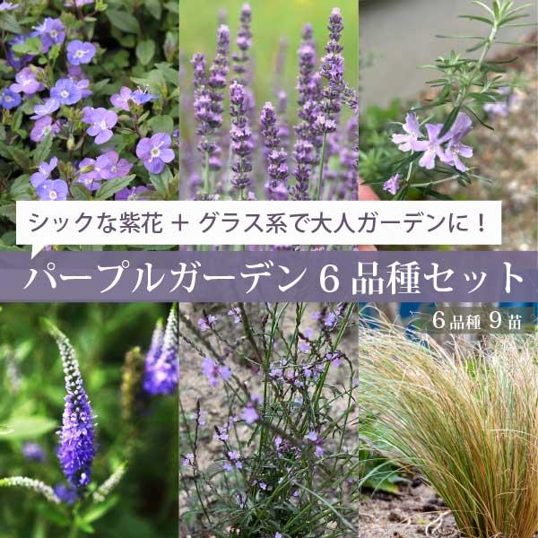 長い間お花が楽しめる！パープルガーデン 6品種（9苗） 紫色のお花の