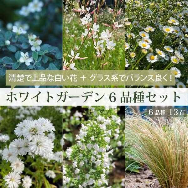 長い間お花が楽しめる！ホワイトガーデン 6品種（13苗） 白いお花の