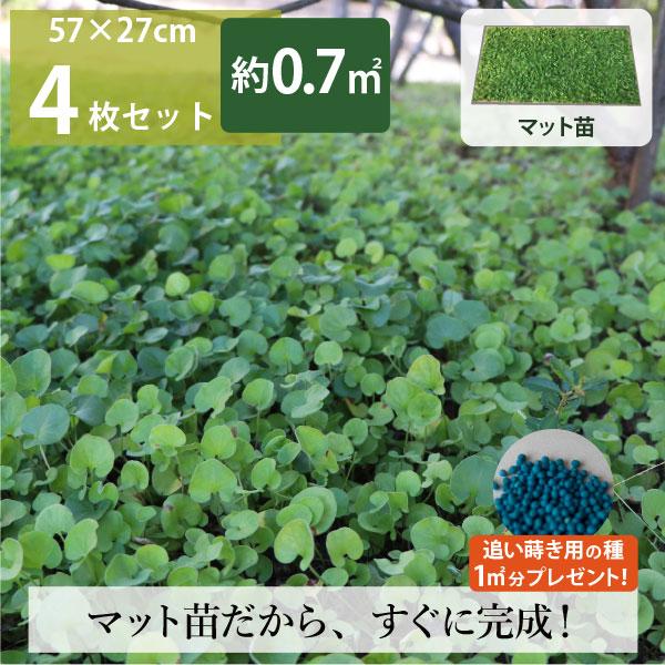 ※注文を受けてから、生産者さんに在庫を確認します。（時期により在庫がない場合もございます。ご了承くださいませ）24時間以内にメールが届かない場合は問合せフォームからご連絡ください。※写真はイメージです。生育状況、季節などにより異なる場合がご...