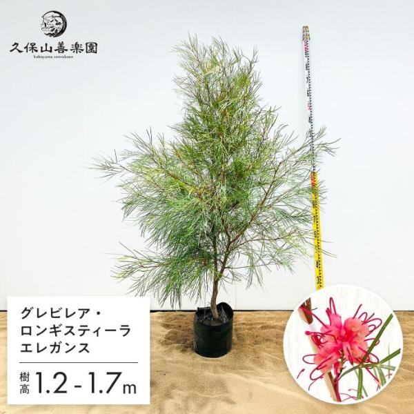 soraniwashop_gurebirea-elegance-m
