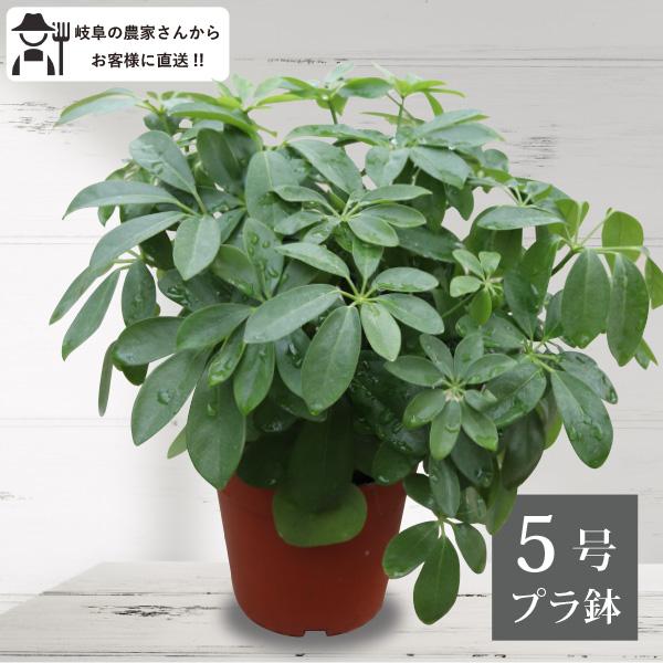 【くろちゃん⚠東京都→剪定希望】シェフレラカポックホンコン 10号鉢 観葉植物 カポック（シェフレラ） 10号 ノーマル ジュピター 黒
