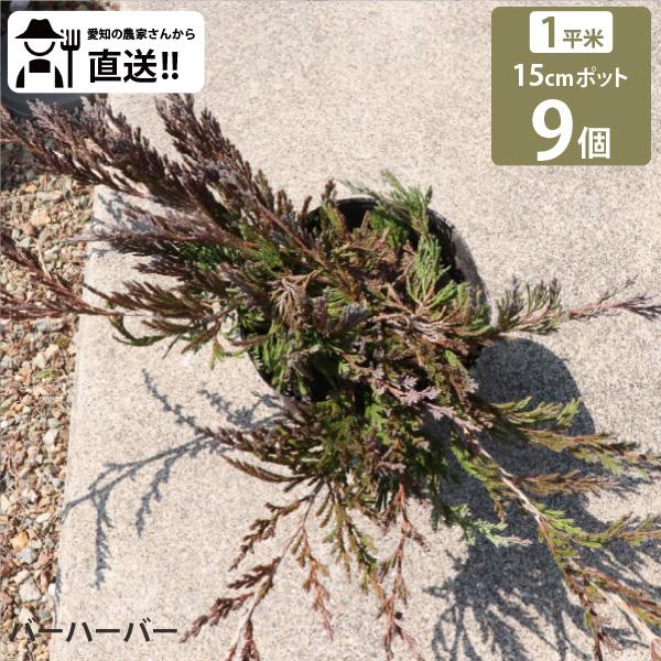 生産者直送］バーハーバー 15cmポット 9株（1平米分）常緑針葉樹