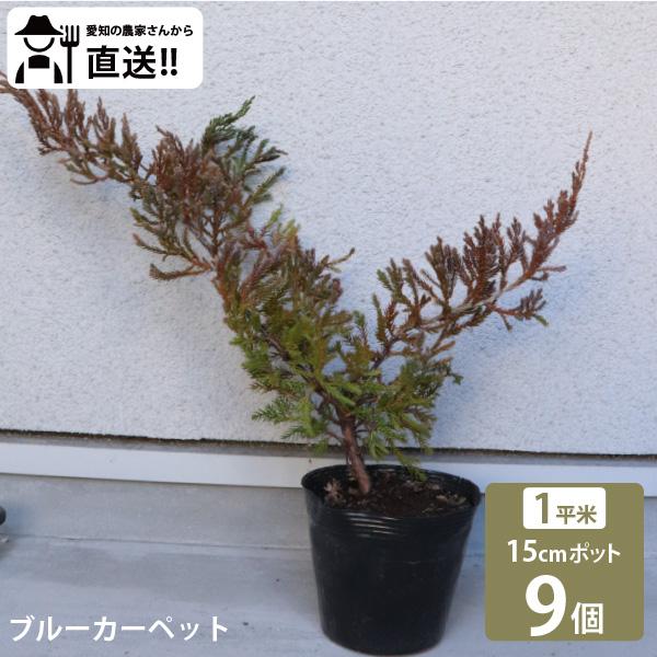 生産者直送］ブルーカーペット 15cmポット 9株（1平米分）常緑針葉樹