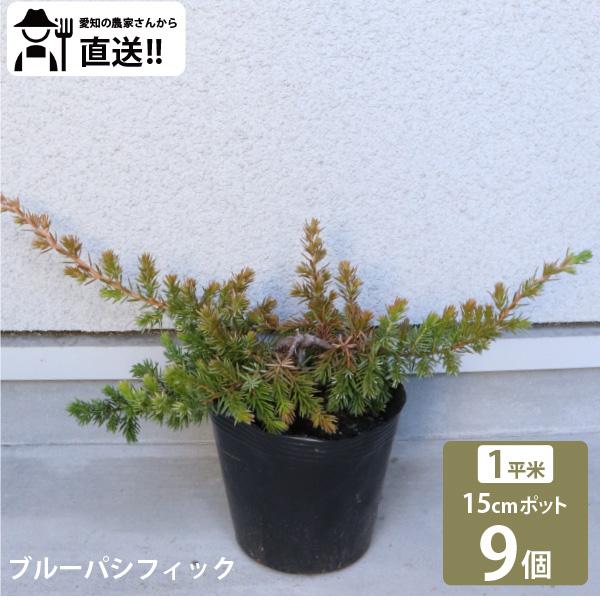 生産者直送］ブルーパシフィック 15cmポット 9株（1平米分）常緑針葉樹