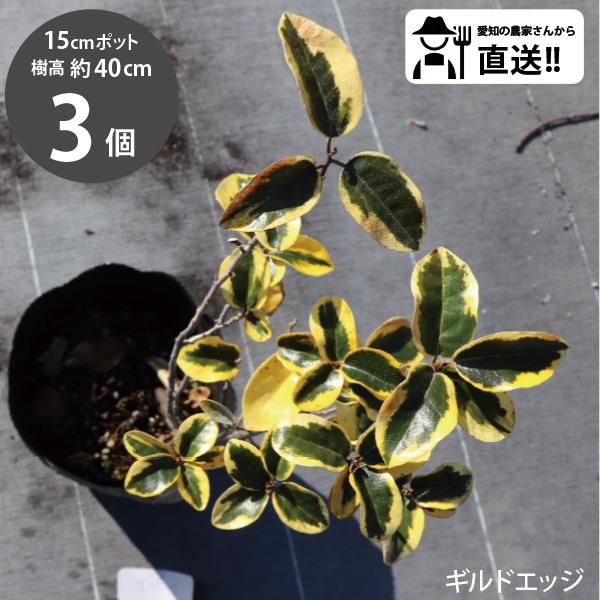 生産者直送］グミ ギルドエッジ ナニワシログミ 斑入り 樹高約40cm