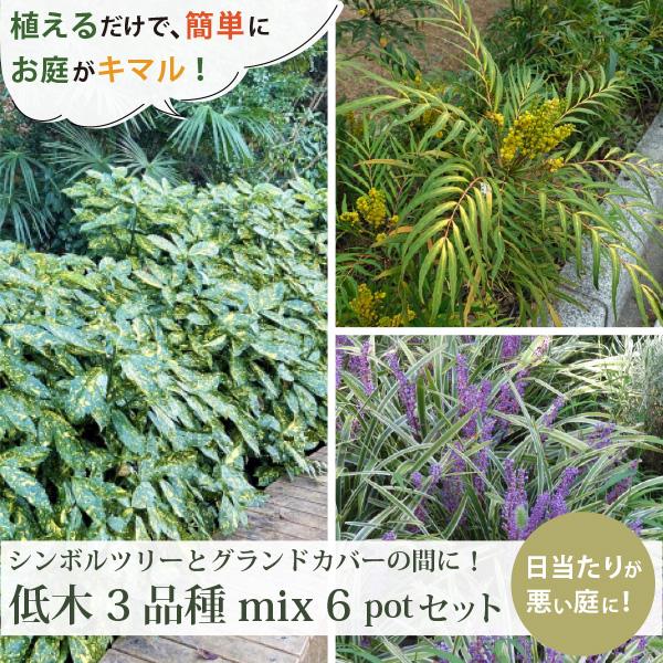 常緑低木3品種計6ポット (半日陰〜明るい日陰） 斑入りアオキ・マホ