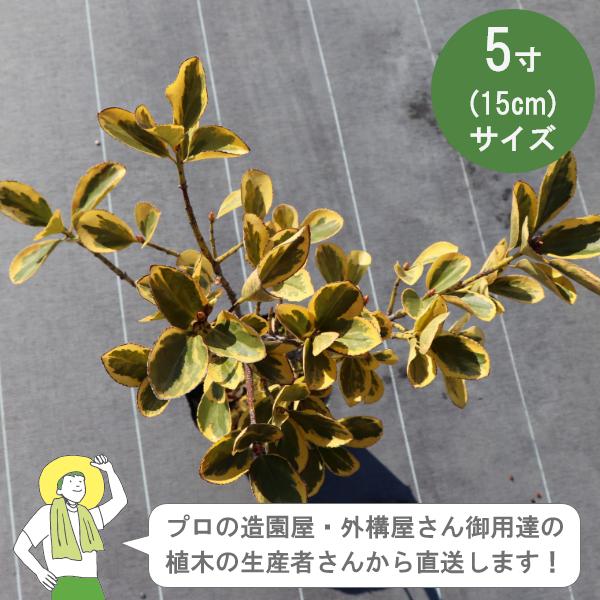 生産者直送］キンマサキ 樹高約40cm 15cmポット 3株 マサキ カラー