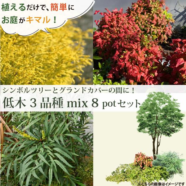 大量入荷 生産者直送］これさえ植えたらお洒落なお庭に！低木3品種（合計8 常緑樹