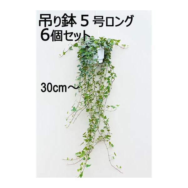 アイビー (ヘデラ) 大苗 5号 吊り鉢 3種ミックス 6個セット 観葉植物
