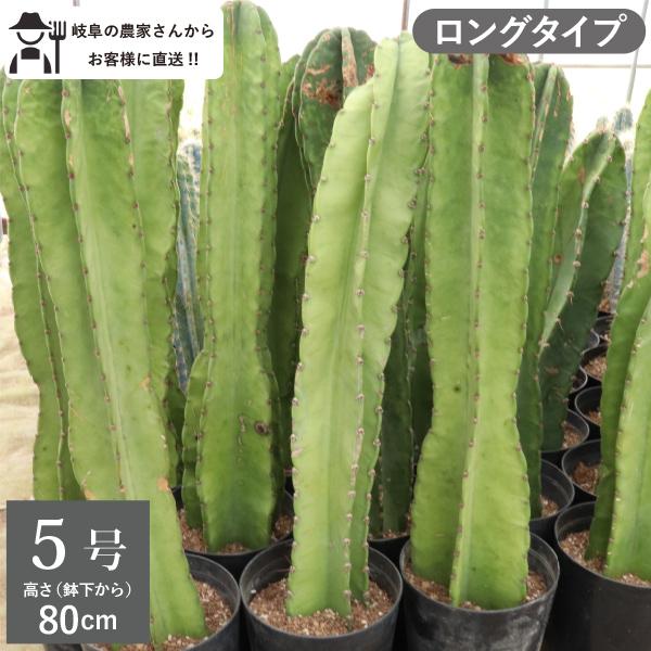 農場直送！］柱サボテン 鬼面閣（キメンカク） ロングタイプ （鉢下