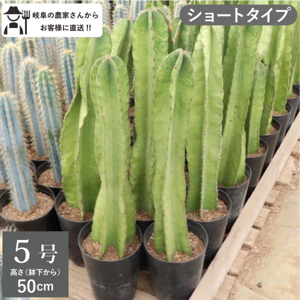 農場直送！］柱サボテン 鬼面閣（キメンカク） ショートタイプ （鉢下