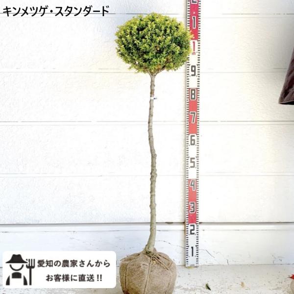生産者直送］キンメツゲ スタンダード仕立て 樹高約1m 庭木 苗木