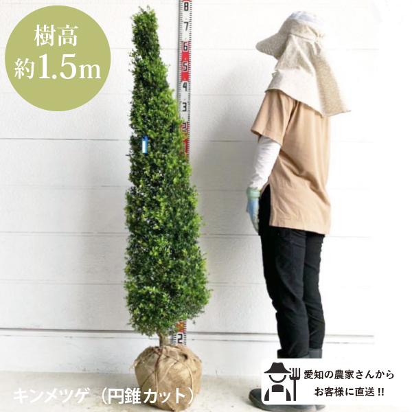 生産者直送］キンメツゲ 円錐仕立て 樹高約1.5m 送料無料 植木 庭木