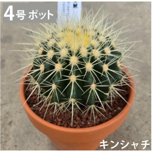 キンシャチ 金シャチ 金鯱 サボテン 4号 苗 大型 インテリア 鉢植え