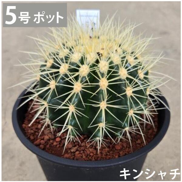 キンシャチ 金シャチ 金鯱 サボテン 5号 苗 大型 インテリア 鉢植え