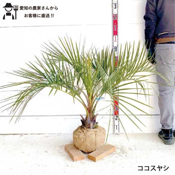生産者直送］ココスヤシ 樹高約1-1.2m 送料無料 庭木 シンボルツリー