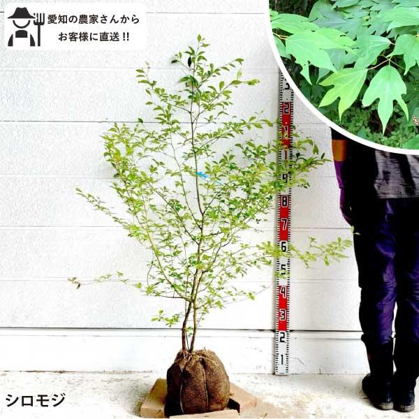生産者直送］クロモジ 樹高約1.7-1.9m 送料無料 植木 庭木 落葉低木