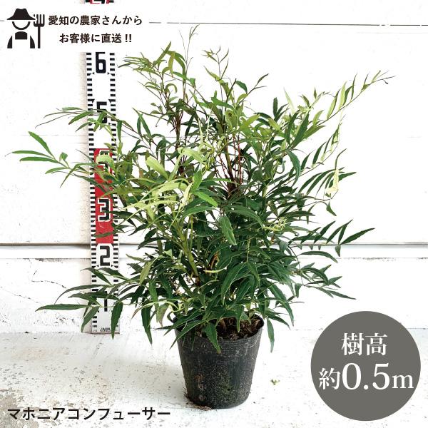 生産者直送］マホニア コンフューサー 樹高約50cm 送料無料 庭木 苗木