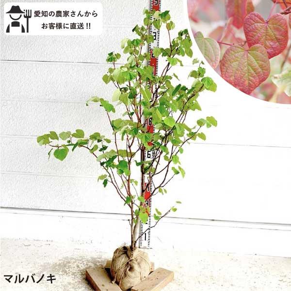 マルバノキ　約2メートル マルバノキ 約2メートル