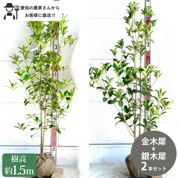 キンモクセイ様 リクエスト 2点 まとめ商品 キンモクセイ様 リクエスト 2点 まとめ商品 - メルカリ