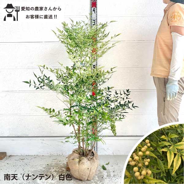 生産者直送］南天 ナンテン 白色 1苗 樹高約100〜120cm 常緑低木 送料