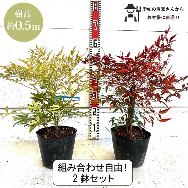 生産者直送］南天 ナンテン 組み合わせ自由！2点セット 樹高約50cm