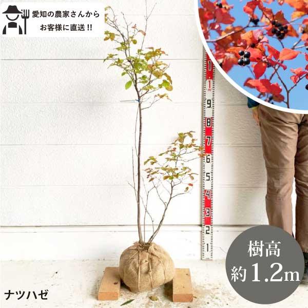 生産者直送］ナツハゼ 樹高約1.1m 送料無料 庭木 苗木 シンボルツリー