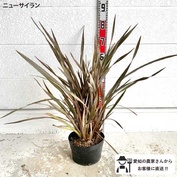 ニューサイラン 銅葉 樹高約0.7m 送料無料 大株 庭木 苗木 鉢植え 人気