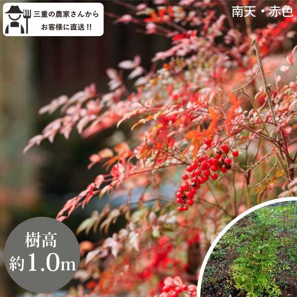 南天 ナンテン 赤色 1苗 樹高約120cm 常緑低木 送料無料 庭木 苗木