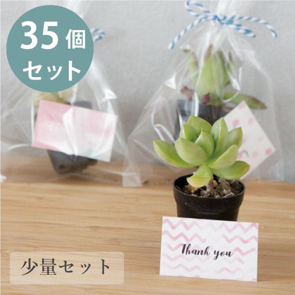 ミニサイズの多肉植物のプチギフト 35個セット ウェディング 結婚式 