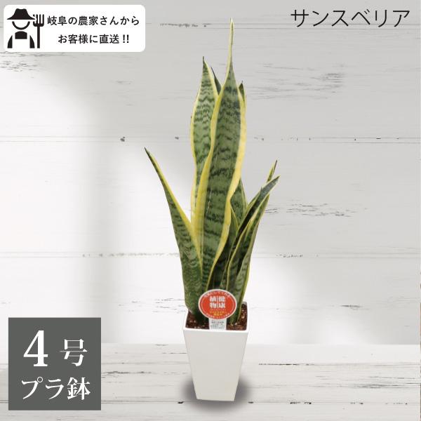 生産者直送］サンスベリア トラノオ 4号鉢 プラ鉢 観葉植物 室内 新築