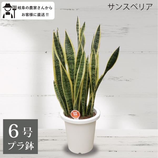 希少　トラべシア　パルマータ　6号鉢 生産者直送］サンスベリア トラノオ 6号鉢 プラ鉢 観葉植物 室内 新築