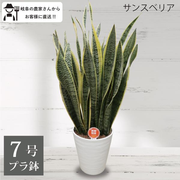【Tsubame⚠合計3鉢】エコプラント♪サンスベリアトラノオ7号鉢 生産者直送］サンスベリア トラノオ 7号鉢 プラ鉢 観葉植物 室内 新築