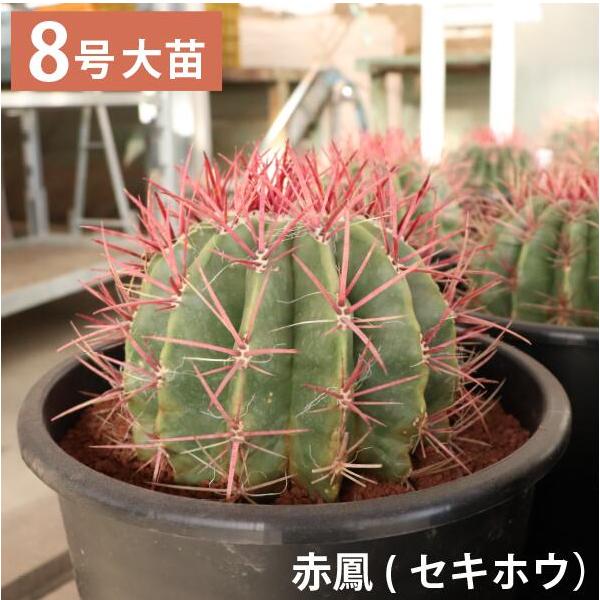 赤鳳 セキホウ サボテン 8号鉢 玉サボテン 大苗 鉢植え ロックガーデン