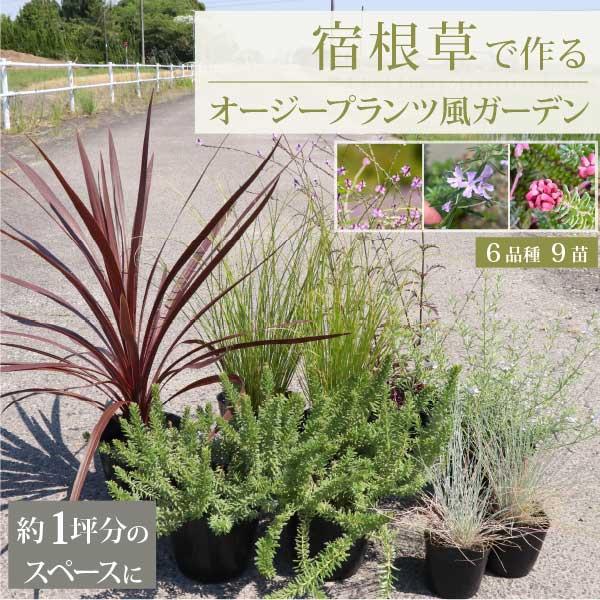 宿根草で作るオージープランツ風ガーデン・1坪のお庭 広域セット 生産